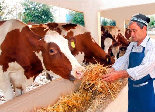 Сельское хозяйство Узбекистана через 5 лет будет обеспечено спецтехникой