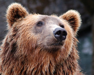 В России открыли приют для медведей