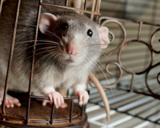 Жительница Америки расплодила 300 крыс!