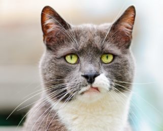 Ученые: настроение кошки можно понять по её мимике