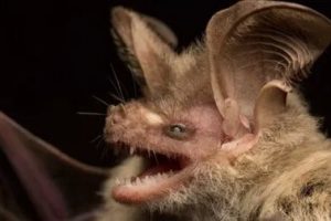 Назван вероятный разносчик коронавируса