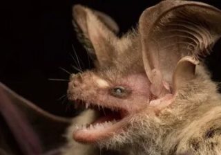 Назван вероятный разносчик коронавируса