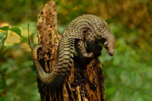 Ученые обнаружили у панголинов коронавирус, похожий на SARS-CoV-2