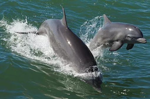 Скорая для дельфинов появится в Крыму