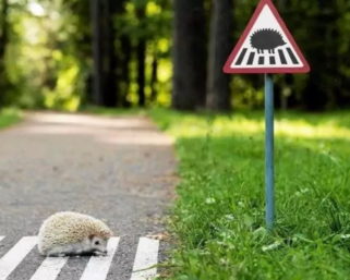 Пешеходный переход для ёжиков и другие дорожные знаки, которые заставляют улыбнуться