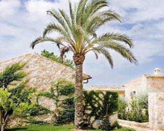 Ситуация с короновирусом на Майорке