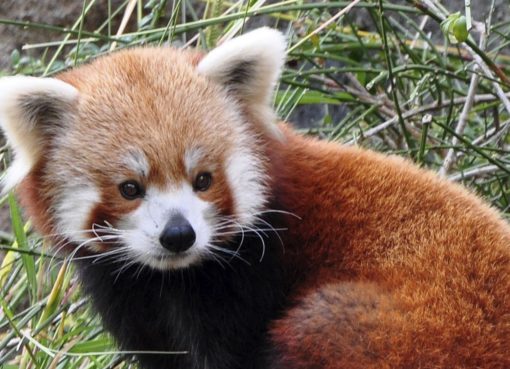 Тест: Получится ли у вас вспомнить названия этих животных?