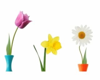 Тест для милых дам: А какой вы цветок?