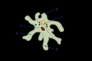 Тест на силу воли: кто ты – кремень или амеба?