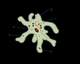 Тест на силу воли: кто ты – кремень или амеба?