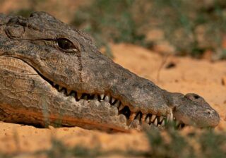 Почему слезы — крокодиловы?