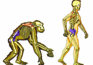 Где в организме человека природа дала маху