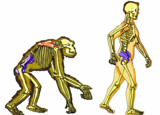 Где в организме человека природа дала маху