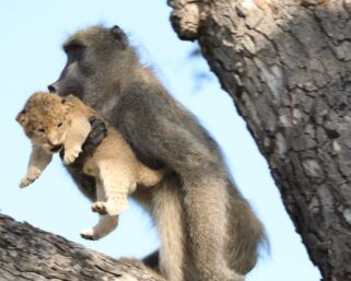 Почему бабуины воруют львят?
