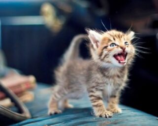 Зачем кошка мяукает просто так