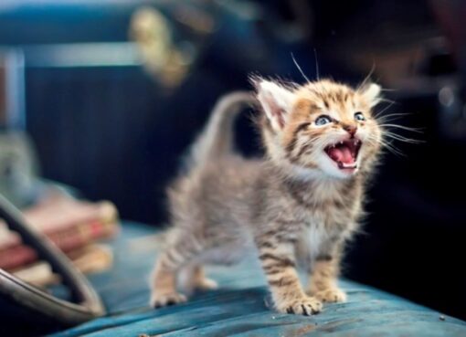 Зачем кошка мяукает просто так