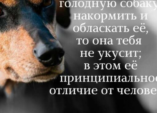 Тест: Вопросы по цитатам и афоризмам, ответить на которые сможет только начитанный человек