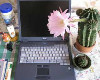 Спасет ли кактус от излучения — способны ли суккуленты поглощать вредное влияние ПК