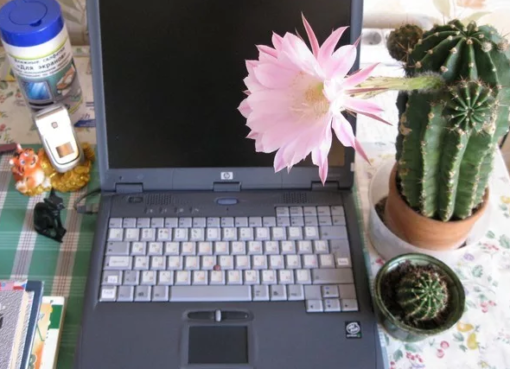 Спасет ли кактус от излучения — способны ли суккуленты поглощать вредное влияние ПК