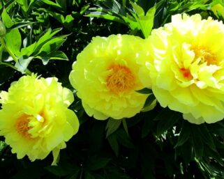 Пион Бартзелла: гибрид с цветками, источающими лимонный аромат