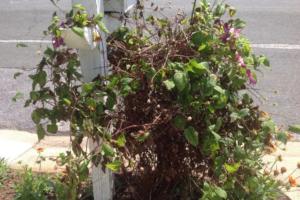 Причины, из-за которых желтеют и сохнут листья клематиса