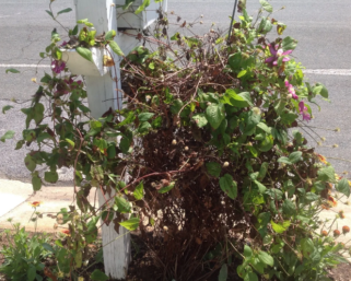 Причины, из-за которых желтеют и сохнут листья клематиса