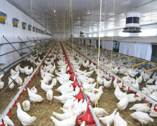 Как обеспечить комфортные условия для кур-несушек зимой и летом